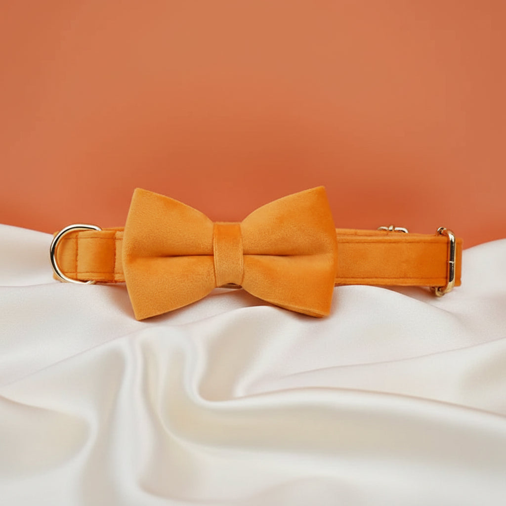Collier Chien Personnalisé - Orange