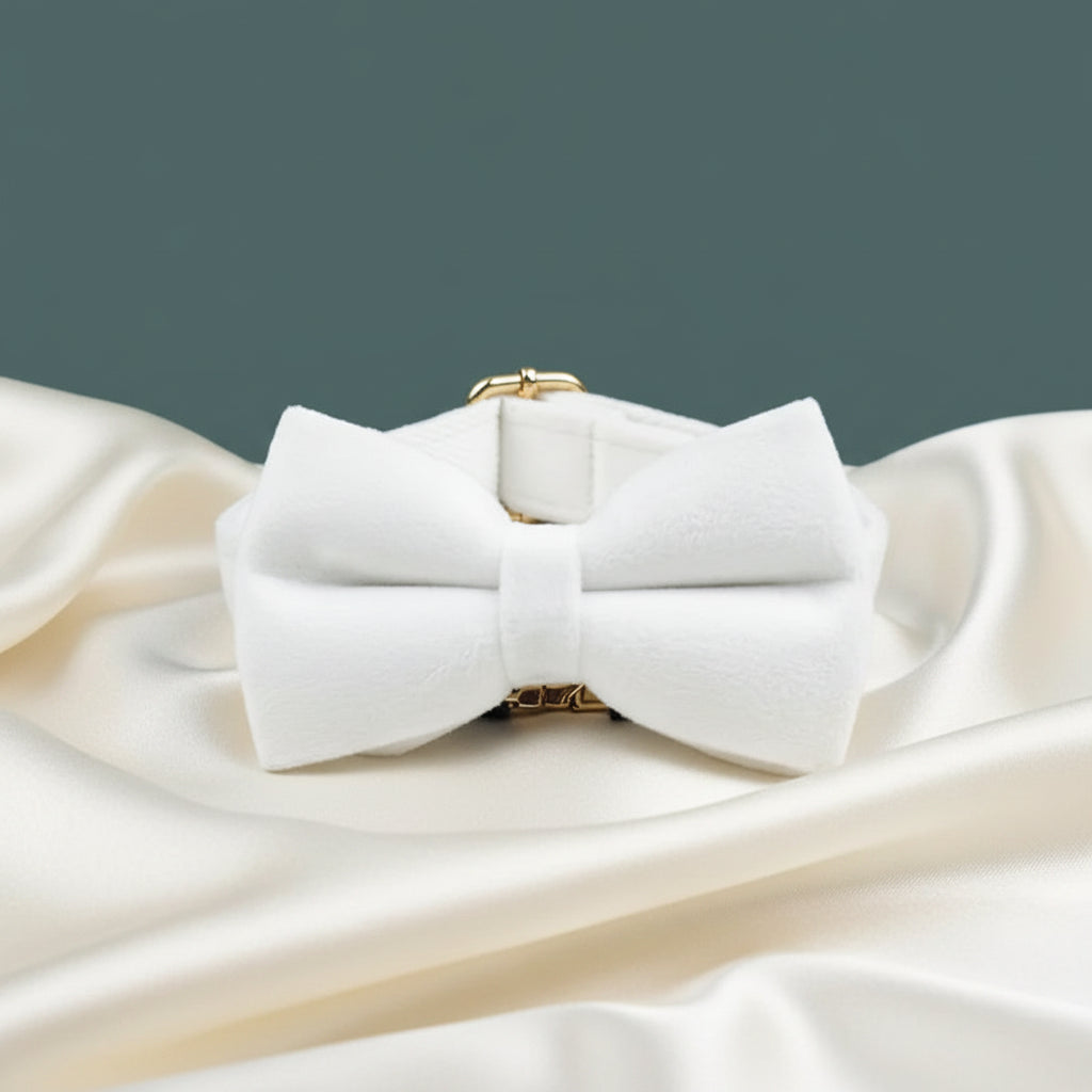 Collier Chien Personnalisé - Blanc Crème
