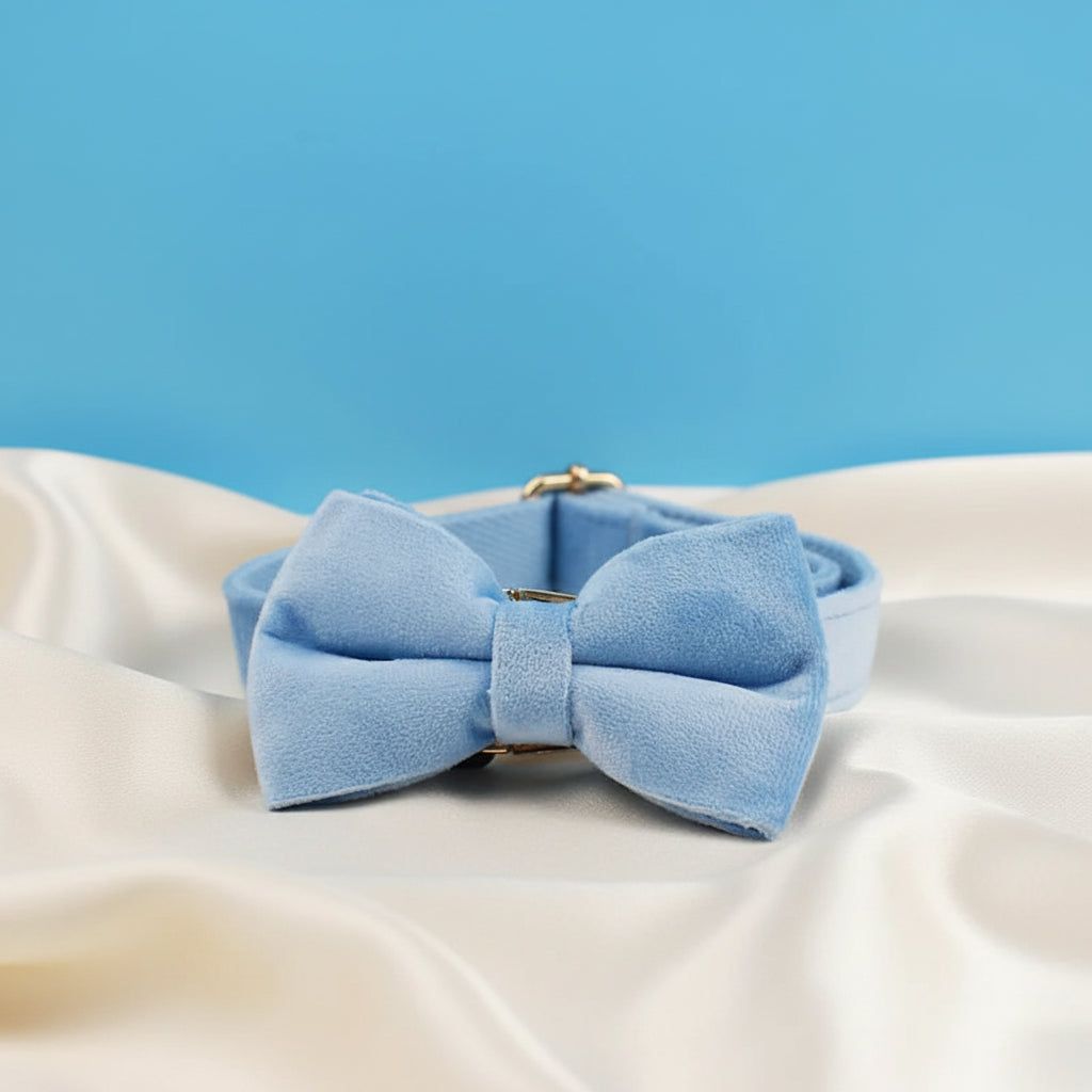 Collier Chien Personnalisé - Bleu Ciel